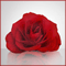 A Red Rose...