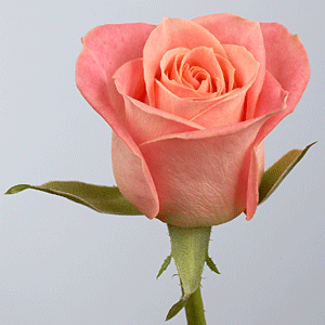 Anniversary Wish.
