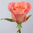 Anniversary Wish.