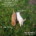 Couple Kittens.