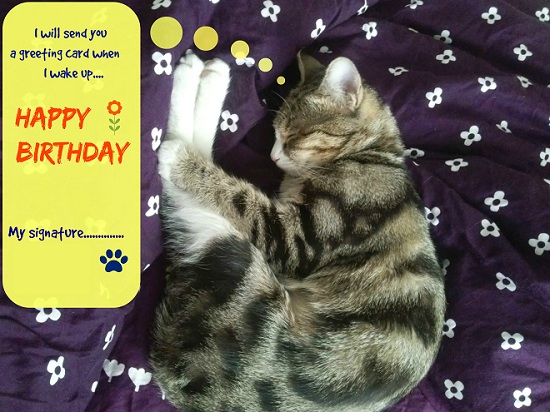 Sleeping Kitty Birthday Wish. Free Belated Birthday Wishes 