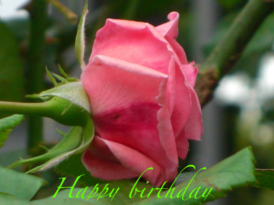 Best Wishes For B'day. Free Flowers eCards, Greeting Cards 