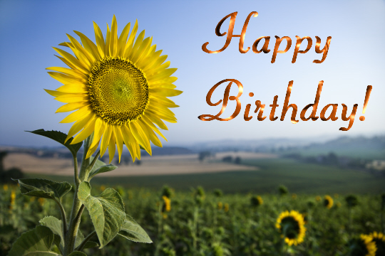 Birthday Sunflower... Free Flowers eCards, Greeting Cards | 123 Greetings