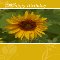 Sunflower Card To Say Happy Birthday!