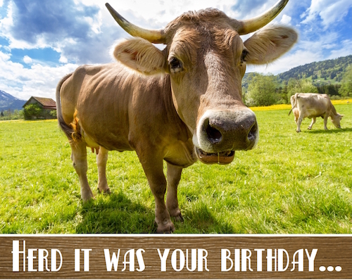 Herd It Was Your Birthday Free Funny Birthday Wishes eCards  123 Greetings