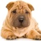 Wrinkles?