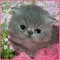 Happy Birthday Cute Kitten Card.