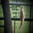 Birthday Party Cat.