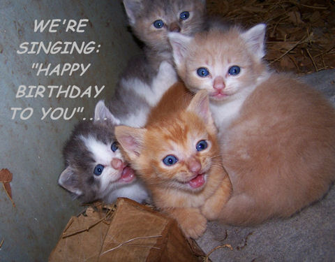 birthday greetings cards. Happy Birthday Kittens.