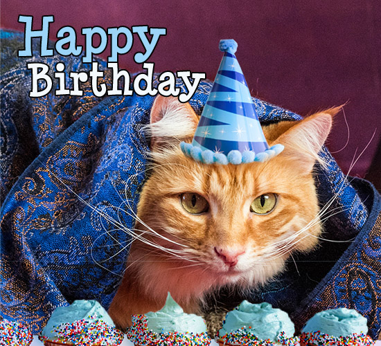 happy birthday orange cat images