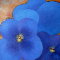Blue Pansies.