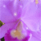 Happy Birthday With Mauve Orchids.