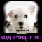 Cute Puppy Wishing...