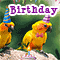 Happy Birthday Birds.