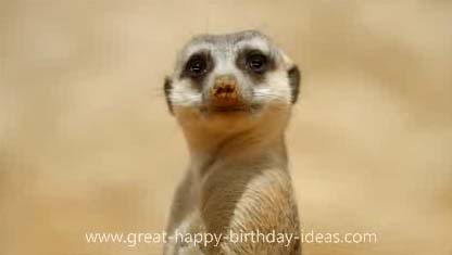 Meerkat Birthday Card! Free Happy Birthday eCards 