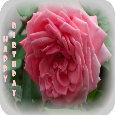 Birthday Rose.