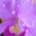 Happy Birthday With Mauve Orchids.
