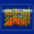 Red Poppies On Your Birthday.