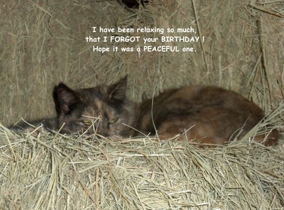 Belated Birthday Kitty. Free Miss You eCards, Greeting 