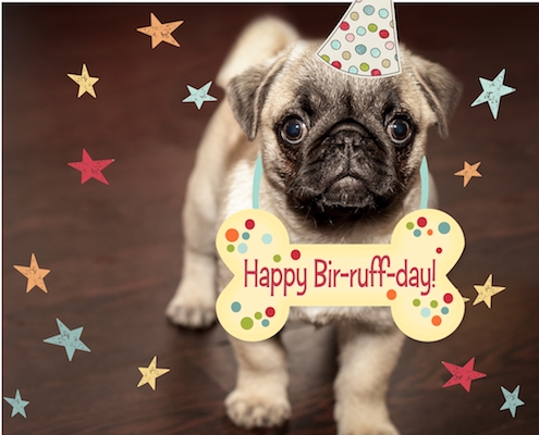 Puppy Birthday Wishes Free Pets Ecards Greeting Cards 123 Greetings