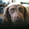 Dog Birthday Greetings.