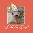 Happy Birthday Dog, Funny Golden...