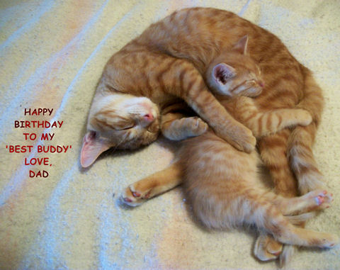 Happy Birthday Daughter Cat Images Birthday Cat For Your Son. Free For Son & Daughter Ecards | 123 Greetings