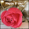 Special Birthday Rose!