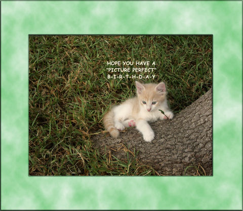 Birthday Wishes Kitten. Free Wishes eCards, Greeting Cards | 123 ...