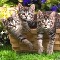 Singing Kittens.