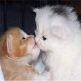 Kissing Kittens.
