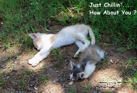 Cute Kittens.