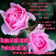 Pink Roses To Express Gratitude.