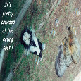 101pranks.com : Events : April Fools' Day [Apr 1] - April Fool Skunk And Cats.