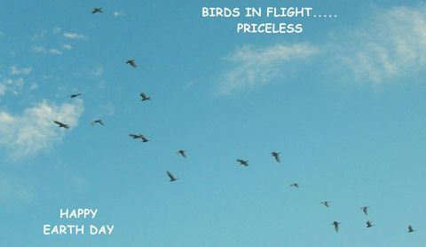 Earth Day Birds.