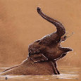 Home : Events : Earth Day [Apr 22] - Elephant.