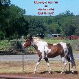 Earth Day Horse.