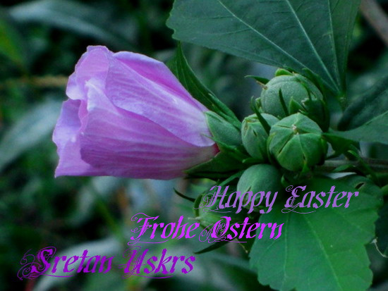 Easter Flower.