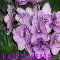 Easter Violets.