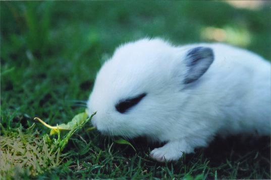 Easter Bunny Greetings2.