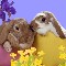 Easter Bunnies Galore.