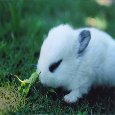 Easter Bunny Greetings2.