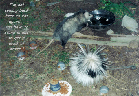 Humor Month Creatures.