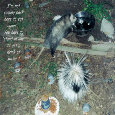 Humor Month Creatures.