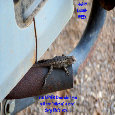Laugh Lizard.