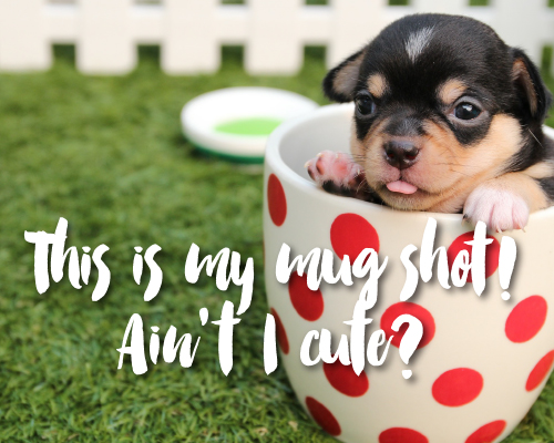 Mug Shot Puppy!