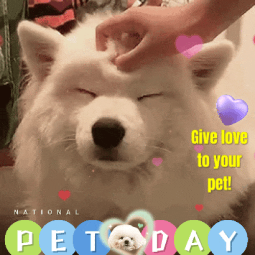 Give Love To Your Pet!
