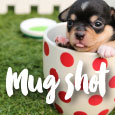 Mug Shot Puppy!