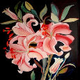 Pink Lilies.