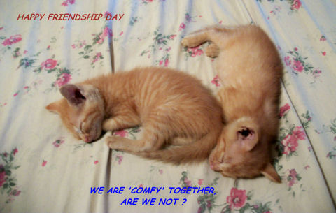 Happy Friends Kittens.